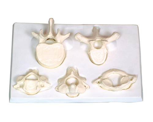 ����С��i���ء���׵�Ŵ�