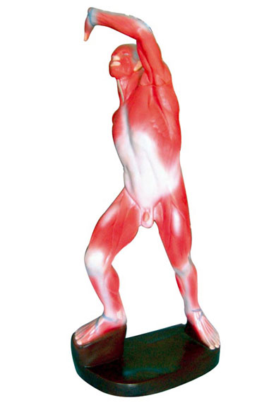 ���w�\���\�Ӽ������ģ��