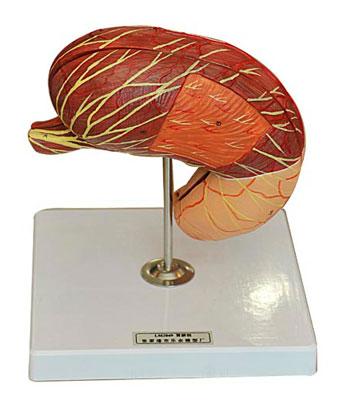 θ����ģ��