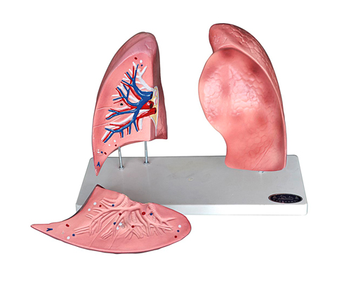 �ν���ģ��