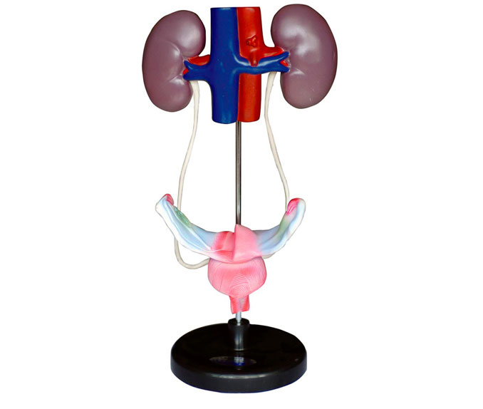 ����������ֳϵ�y(t��ng)ģ��