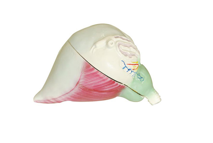 ����ǰ���ٷŴ�ģ��