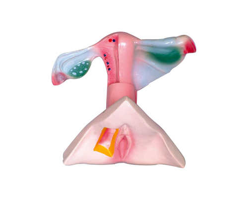 Ů�ԃ�(n��i)����ֳ������