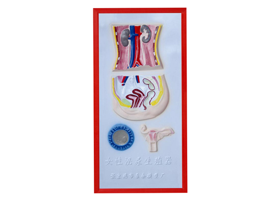 Ů��������ֳϵ�y(t��ng)����ģ��