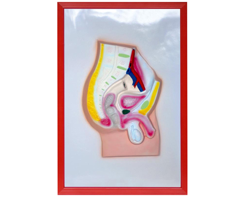 ������ǻʸ���и���ģ��