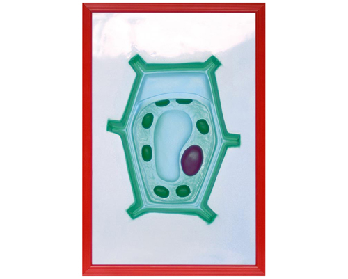 ֲ�：(x��)������ģ��