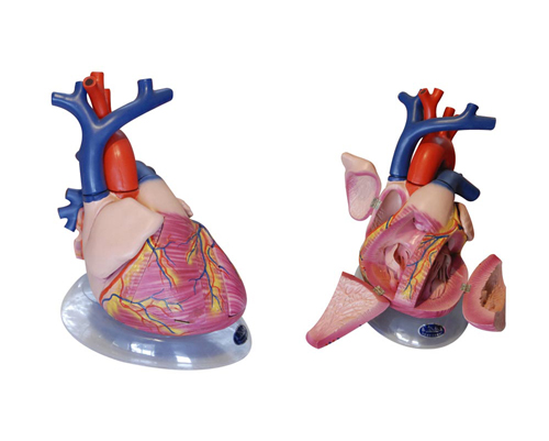 ���K����