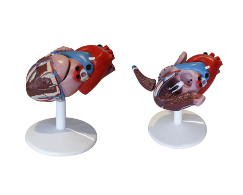 ���K���ʣ���Ȼ�󣩣������B(t��i)��(d��ng)�}Ѫ�ܣ�