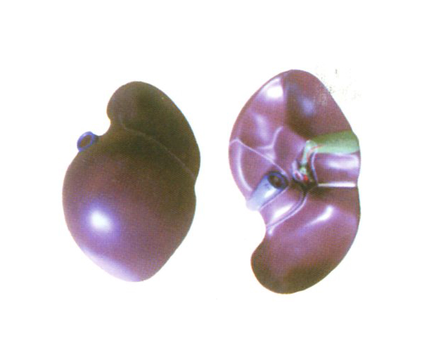 ��Ȼ���ģ��