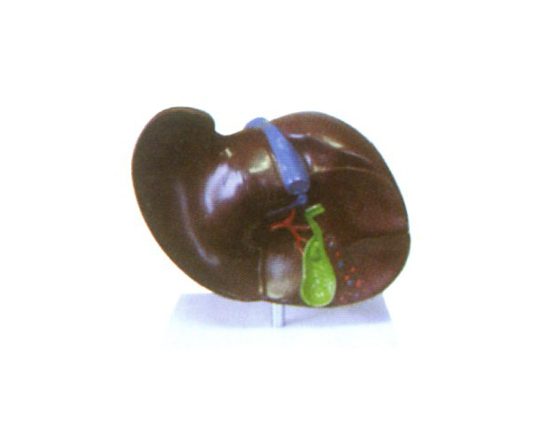 ��đ�Yʯģ��