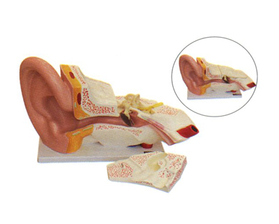 �����⡢�С��ȣ�����