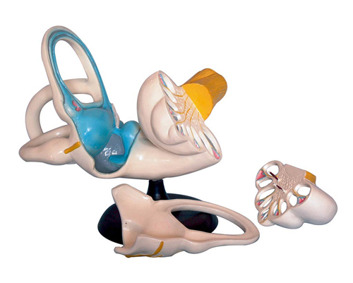 ��(n��i)�����ʷŴ�