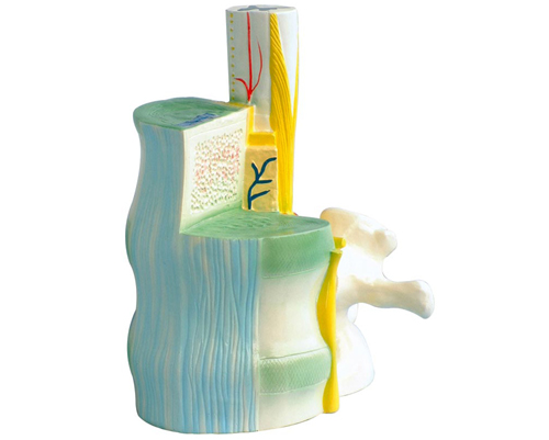 �����c׵���P(gu��n)ϵģ��