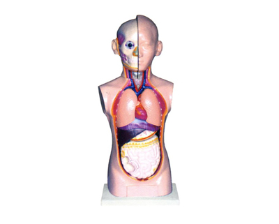 ���w�^���i���|��ģ��