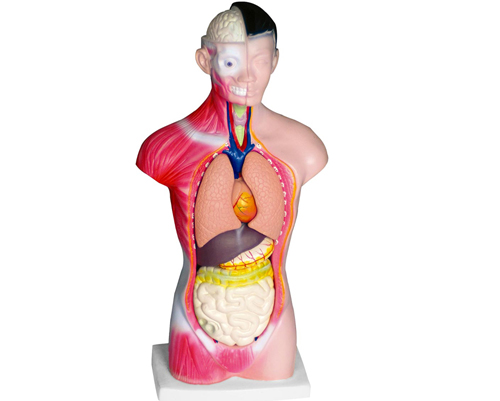 ���w�^���i���|��ģ��