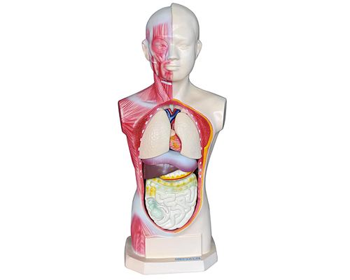 �o�����^���š��|��ģ��