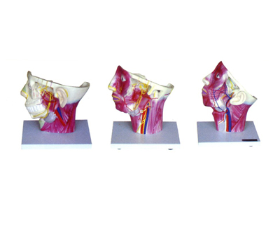 �^�漰�i��Ѫ����(j��ng)�ֲ�