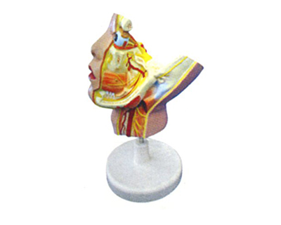 ������(j��ng)�����֧ģ��