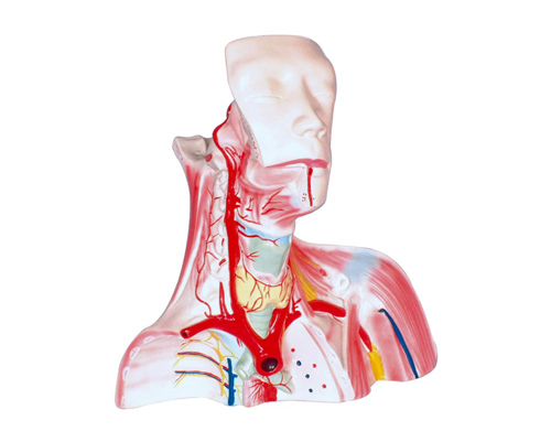 �Bǻ���^�i�ؾֲ�����