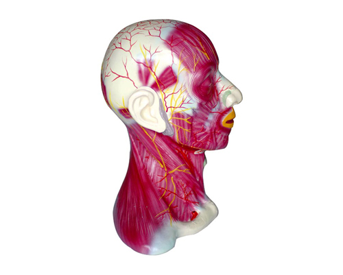 �i���\�Ӽ���Ѫ����(j��ng)ģ��