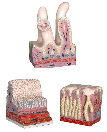 �����ܵ�����ģ�ͣ�3���֣�