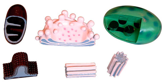 �������Ŵ�ģ��