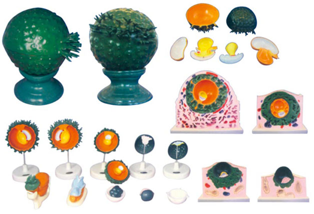 ����ֲ���^�̼�̥Ĥ�l(f��)����6������