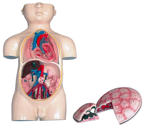 ̥��ѪҺѭ�h(hu��n)��̥�Pģ�ͣ�3������