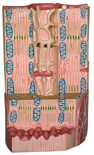 �ļ���΢�Y(ji��)��(g��u)ģ��