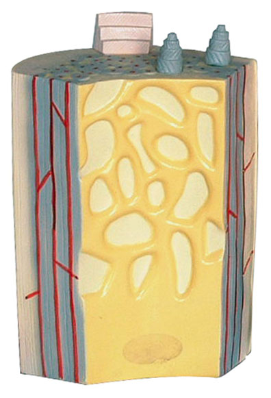 �L�ǹǸɼ��ǰ�Y(ji��)��(g��u)ģ��