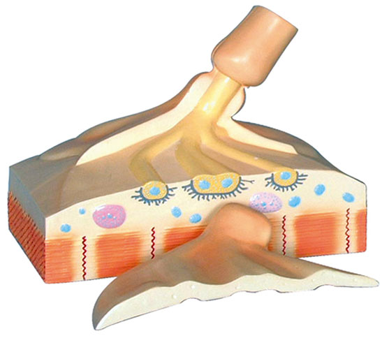 �\�ӽK��ģ��