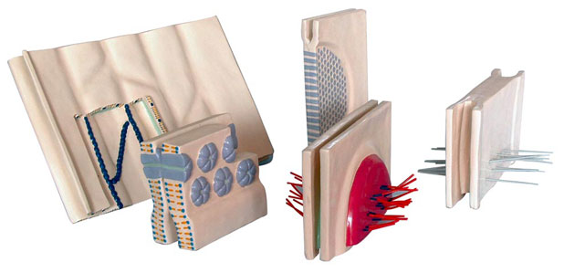 ��Ƥ�����Ă�(c��)���B�ӣ�5������