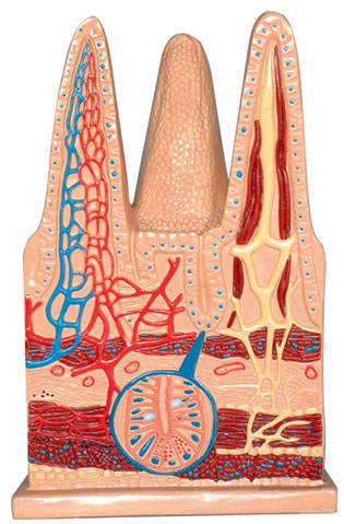 �c�që�M��ģ��