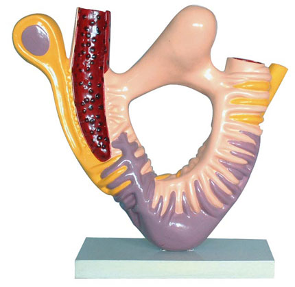 �IС�w�㼚���ĳ�΢�Y(ji��)��(g��u)