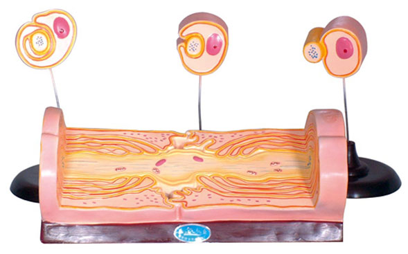 ��?ch��)���?j��ng)�w�S���ʵİl(f��)���������w�S�ĳ�΢�Y(ji��)��(g��u)