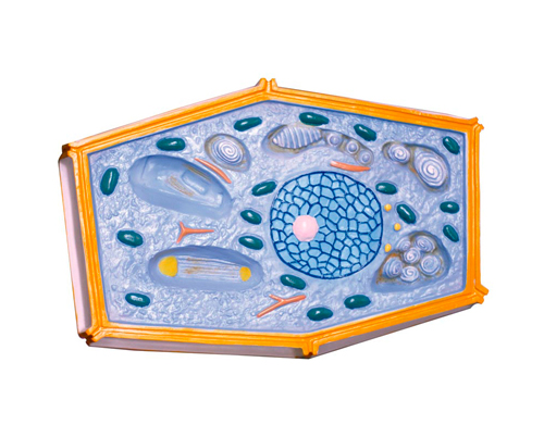 ֲ�：(x��)��ģ��