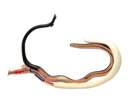 Ѫ���xģ�ͣ����ۺϱ���