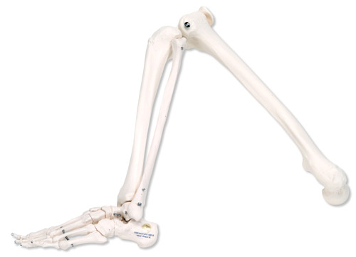 �ȹǸ�����