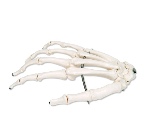 �ֹ��������P䓽z�o�B����