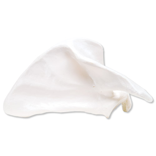 ���ιǣ���