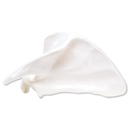 ���ιǣ���