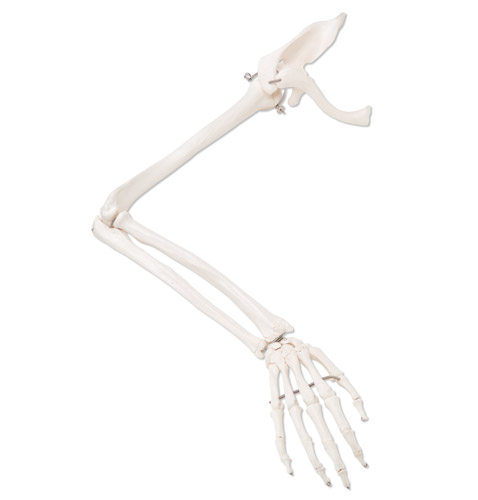 �۹Ǹ�,���м��ιǺ��i�ǣ���