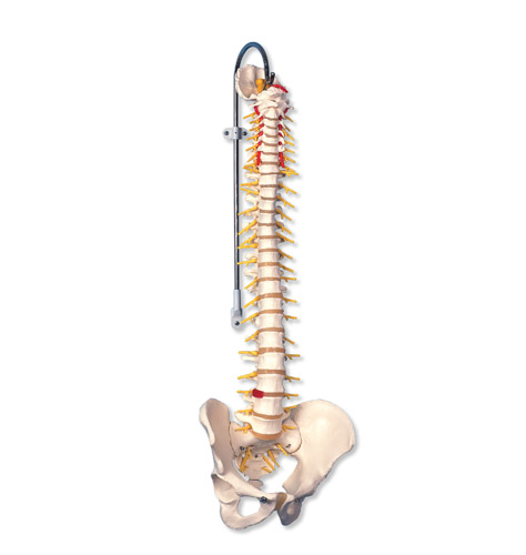 ���A�ͻ��(d��ng)����ģ��