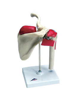 �\(y��n)��(d��ng)��ģ��