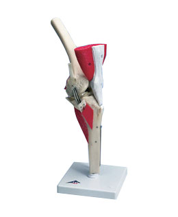 ���A��ϥģ��