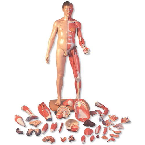 3B Scientific���˴�С���ԚW�����w�����ģ�ͣ�39����