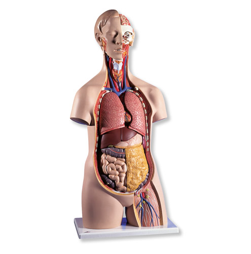 ��(j��ng)��o(w��)���|��ģ�ͣ�14����