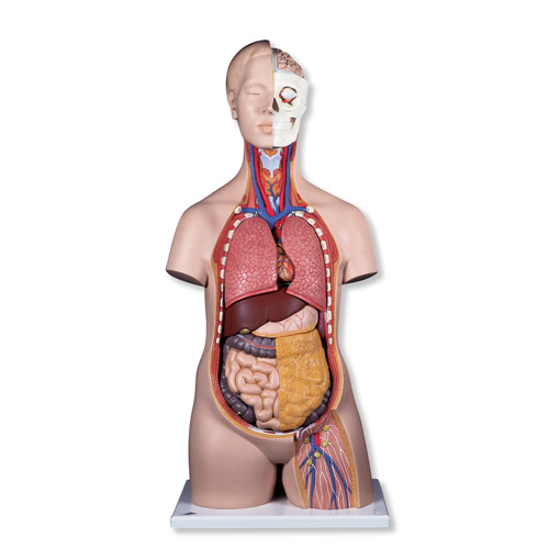 ��(bi��o)��(zh��n)�o(w��)���|��ģ�ͣ�12����