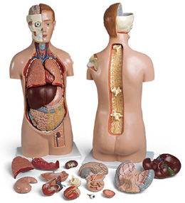 �o(w��)���|��ģ�ͣ��^�̶��������_(k��i)�ţ�17����