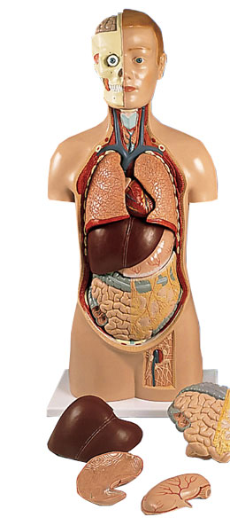 �o(w��)���|��ģ�ͣ��^�̶���11����